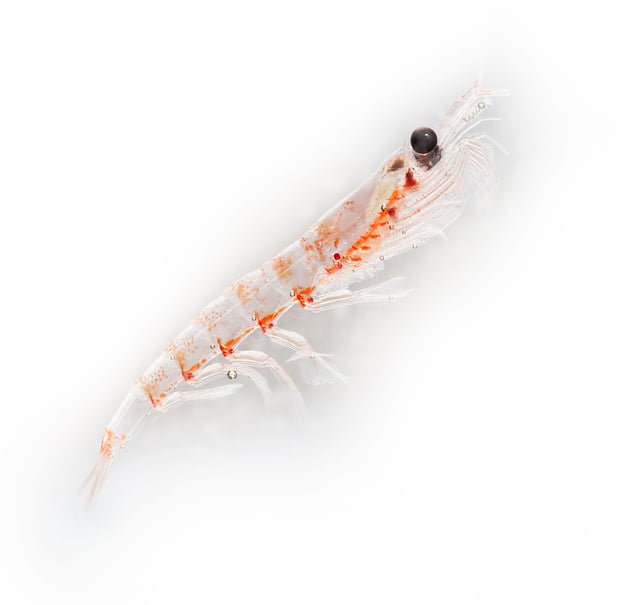 What is krill oil
